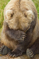 A Female Brown Bear Puts Her Paw Over Her Eyes And Rests While Sitting Wall Mural