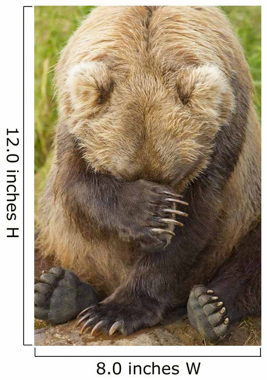A Female Brown Bear Puts Her Paw Over Her Eyes And Rests While Sitting Wall Mural