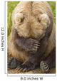 A Female Brown Bear Puts Her Paw Over Her Eyes And Rests While Sitting Wall Mural