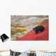 Black Bear Foraging For Berries On A Bright Red Patch Of Tundra Wall Mural