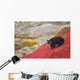 Black Bear Foraging For Berries On A Bright Red Patch Of Tundra Wall Mural