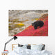 Black Bear Foraging For Berries On A Bright Red Patch Of Tundra Wall Mural