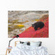 Black Bear Foraging For Berries On A Bright Red Patch Of Tundra Wall Mural