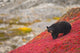 Black Bear Foraging For Berries On A Bright Red Patch Of Tundra Wall Mural