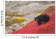 Black Bear Foraging For Berries On A Bright Red Patch Of Tundra Wall Mural