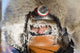 Junior Iditarod Musher Ava Lindner Frosted Up Wall Mural