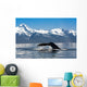 Close Up Of A Humpback Whale Tail Dripping Water As The Whale Dives Wall Mural
