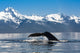 Close Up Of A Humpback Whale Tail Dripping Water As The Whale Dives Wall Mural