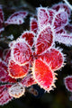 Macro Of Ice Crystals On The Red Leaves Of A Blueberry Plant Wall Mural