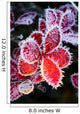 Macro Of Ice Crystals On The Red Leaves Of A Blueberry Plant Wall Mural