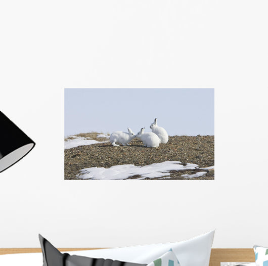 Arctic Hare Performing The Social Behavior Of *Nosing* On Banks Island Wall Mural