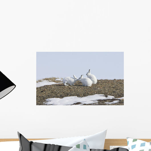 Arctic Hare Performing The Social Behavior Of *Nosing* On Banks Island Wall Mural