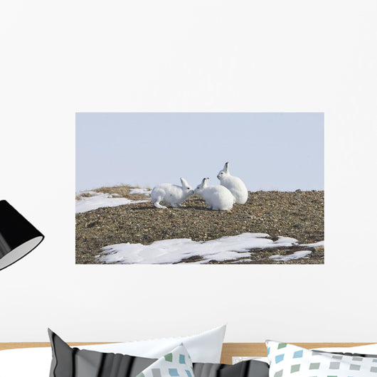 Arctic Hare Performing The Social Behavior Of *Nosing* On Banks Island Wall Mural
