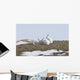 Arctic Hare Performing The Social Behavior Of *Nosing* On Banks Island Wall Mural