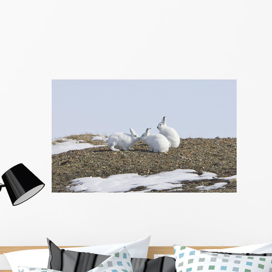 Arctic Hare Performing The Social Behavior Of *Nosing* On Banks Island Wall Mural