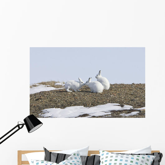 Arctic Hare Performing The Social Behavior Of *Nosing* On Banks Island Wall Mural