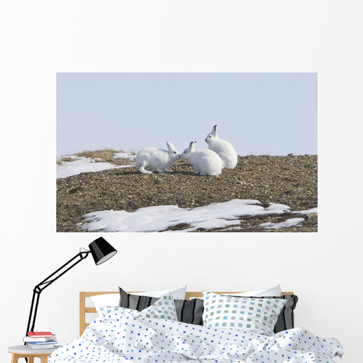 Arctic Hare Performing The Social Behavior Of *Nosing* On Banks Island Wall Mural