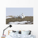 Arctic Hare Performing The Social Behavior Of *Nosing* On Banks Island Wall Mural