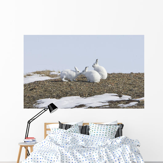 Arctic Hare Performing The Social Behavior Of *Nosing* On Banks Island Wall Mural