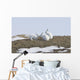 Arctic Hare Performing The Social Behavior Of *Nosing* On Banks Island Wall Mural