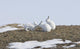 Arctic Hare Performing The Social Behavior Of *Nosing* On Banks Island Wall Mural