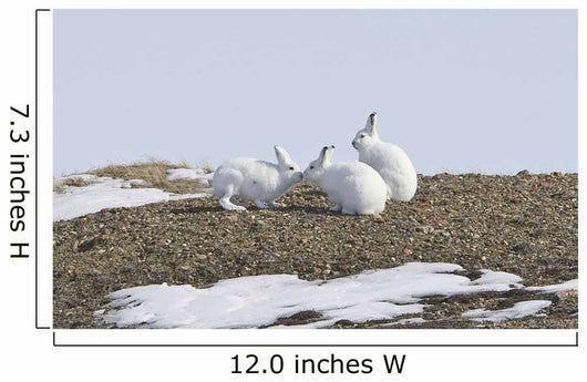 Arctic Hare Performing The Social Behavior Of *Nosing* On Banks Island Wall Mural