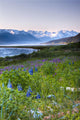 Field Of Wildflowers Near Haines, Southeast Alaska, Summer, Hdr Image Wall Mural