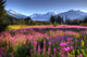 Scenic View Of The Mendenhall Glacier With A Field Of Fireweed Wall Mural