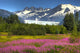 View Of The Mendenhall Glacier With A Field Of Fireweed Wall Mural
