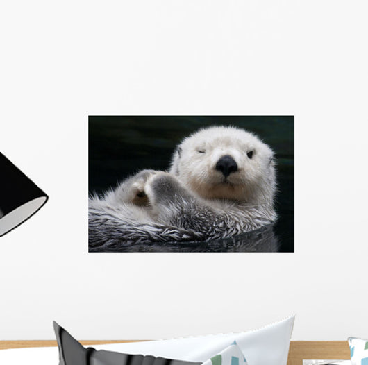 Captive Close Up Of A Sea Otter Floating On Its Back Wall Mural