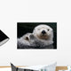 Captive Close Up Of A Sea Otter Floating On Its Back Wall Mural