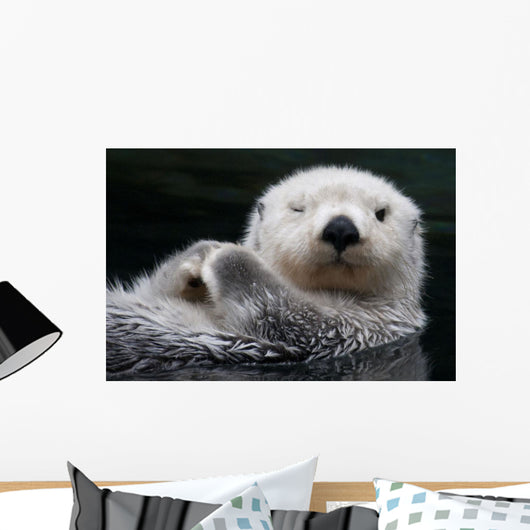 Captive Close Up Of A Sea Otter Floating On Its Back Wall Mural