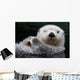 Captive Close Up Of A Sea Otter Floating On Its Back Wall Mural