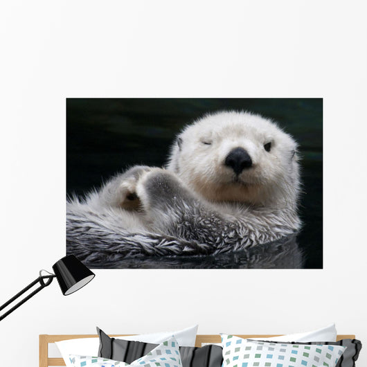 Captive Close Up Of A Sea Otter Floating On Its Back Wall Mural
