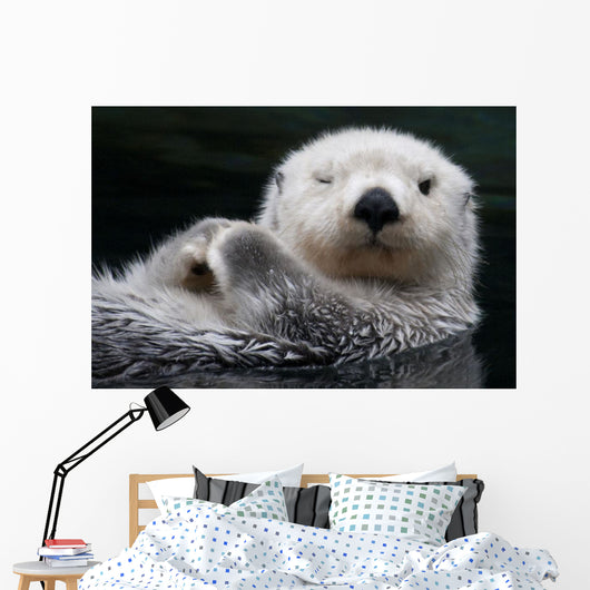 Captive Close Up Of A Sea Otter Floating On Its Back Wall Mural