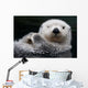 Captive Close Up Of A Sea Otter Floating On Its Back Wall Mural