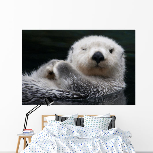 Captive Close Up Of A Sea Otter Floating On Its Back Wall Mural