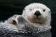 Captive Close Up Of A Sea Otter Floating On Its Back Wall Mural