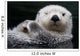 Captive Close Up Of A Sea Otter Floating On Its Back Wall Mural