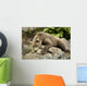 Brown Bear Resting On A Rock Wall Mural