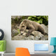 Brown Bear Resting On A Rock Wall Mural