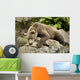 Brown Bear Resting On A Rock Wall Mural