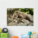 Brown Bear Resting On A Rock Wall Mural
