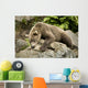Brown Bear Resting On A Rock Wall Mural