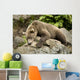 Brown Bear Resting On A Rock Wall Mural
