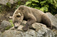 Brown Bear Resting On A Rock Wall Mural