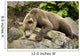 Brown Bear Resting On A Rock Wall Mural
