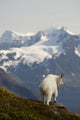 A Mountain Goat Stands On A Ridge With The Scenic Kenai Mountains Wall Mural
