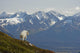 A Mountain Goat Stands On A Ridge With The Scenic Kenai Mountains Wall Mural