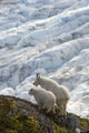 A Nanny Mountain Goat With A Young Kid Overlook A Glacier Wall Mural